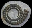 Devonian Ammonite (Anetoceras) - Morocco #64449-1